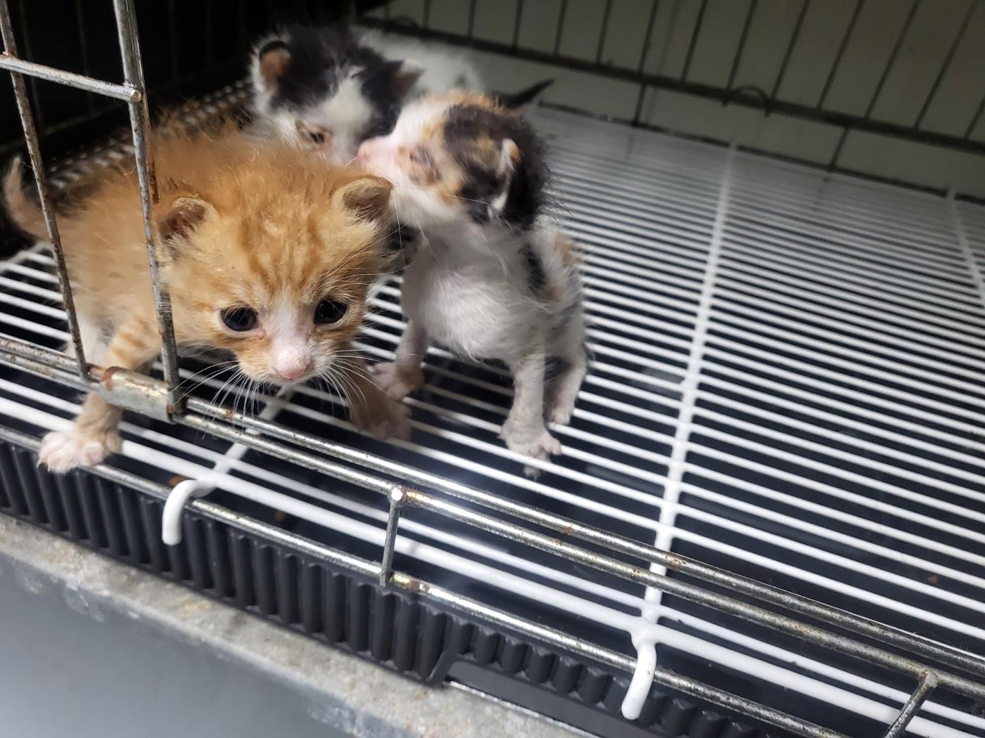 종료(자연사) 한국…